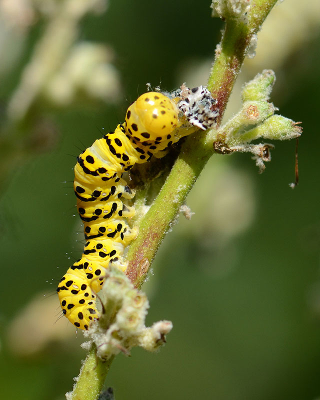 Bruchi da identificare